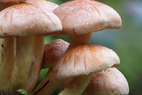LENTINULA EDODES (SHITAKE MUSHROOM)